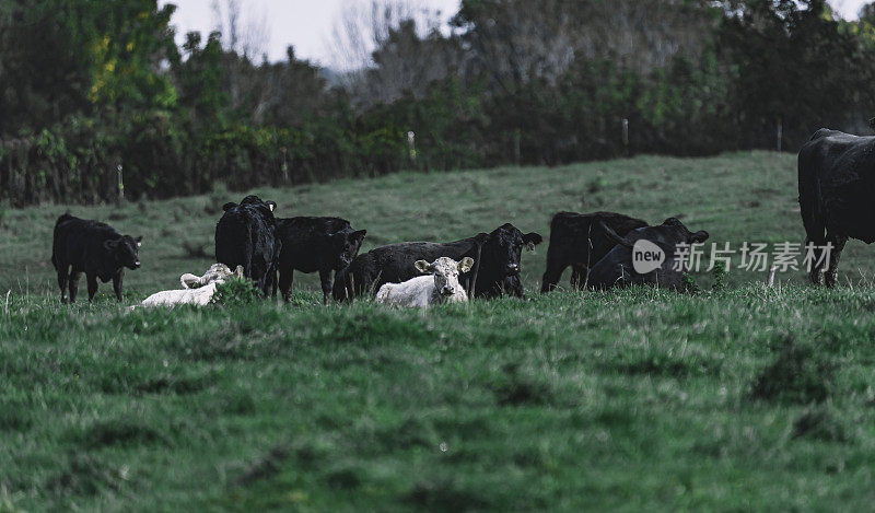 Les vaches au champs